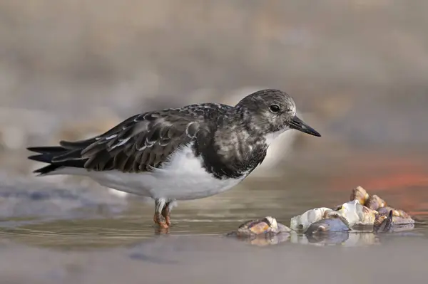 stock image Ruddy Turnstone (Arenaria interpres) foraging for food next to a harbour on the East Yorkshire coast