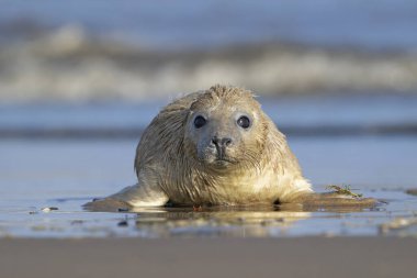 Atlantic Grey Seal Pup (Halichoerus grypus) at the edge of the ocean clipart