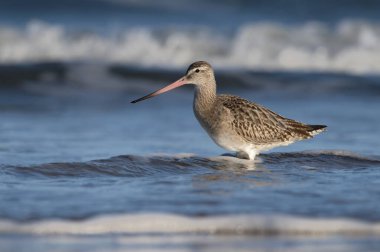Kışın Northumberland sahilinde tüy arayışında olan uzun kuyruklu Godwit (Limosa Lapponica)