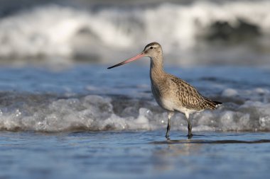 Kışın Northumberland sahilinde tüy arayışında olan uzun kuyruklu Godwit (Limosa Lapponica)