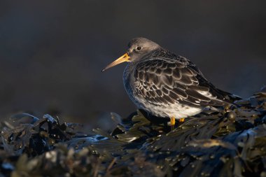 Mor Çulluk (Calidris maritima) Northumberland sahilindeki yosunlarda yiyecek arıyor