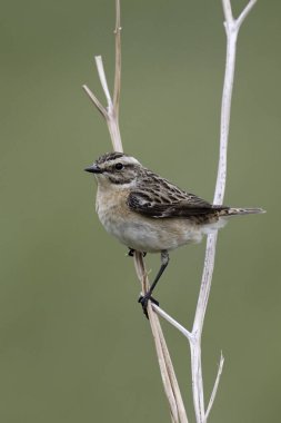 Dişi Whinchat (Saxicola rubetra) kuru bir brakken filizi üzerine tünemiştir.