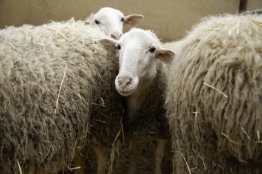 Çiftlikteki memelilerin ve et endüstrisinin detayları.