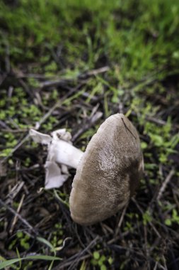 Rutubetli bir orman, doğa ve çevrede vahşi mantarların ayrıntıları