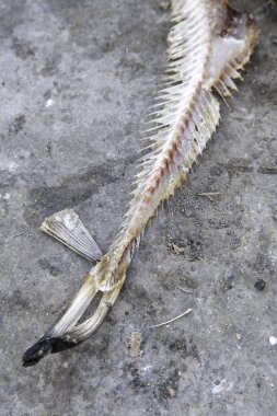 Kötü durumdaki balıkların ayrıntıları, çöp ve kirlilik