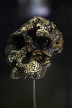 Detail of prehistory and evolution of humanity, archeology