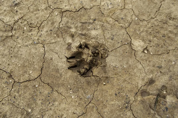 Dog Footprint Detail Nature Animal Freedom — Stock Photo, Image