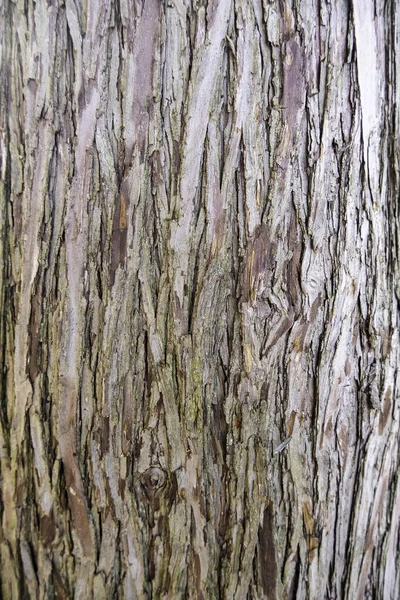 Λεπτομέρεια Του Φλοιού Των Παλαιών Δέντρων Ένα Δάσος Στη Φύση — Φωτογραφία Αρχείου