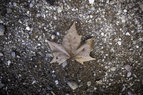 Sonbaharda Dökülen Yaprakların Ayrıntıları Soğuk Mevsim Değişimi — Stok fotoğraf