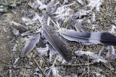 Ormandaki vahşi kuş tüylerinin detayları, hayvan ölümleri.