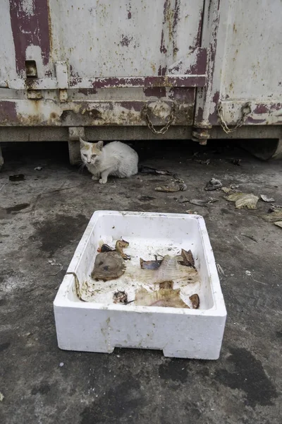Detalhe Gato Abandonado Rua Cuidados Com Animais Proteção Adoção Animais — Fotografia de Stock