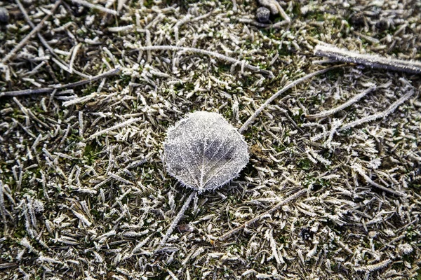Λεπτομέρεια Από Ξηρά Φύλλα Δέντρου Μια Κρύα Χειμωνιάτικη Μέρα Πάγο — Φωτογραφία Αρχείου
