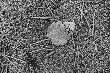 Detail of dry tree leaves on a cold winter day, ice and snow