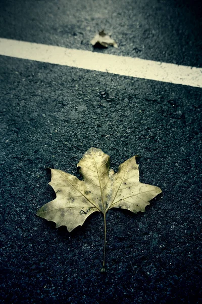 Сухой Лист Осенью Холод Одно Время Года — стоковое фото