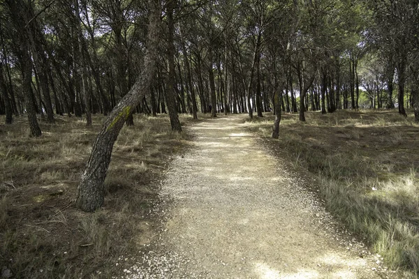 Detalle Del Antiguo Camino Bosque España Salud Naturaleza Libertad — Foto de Stock