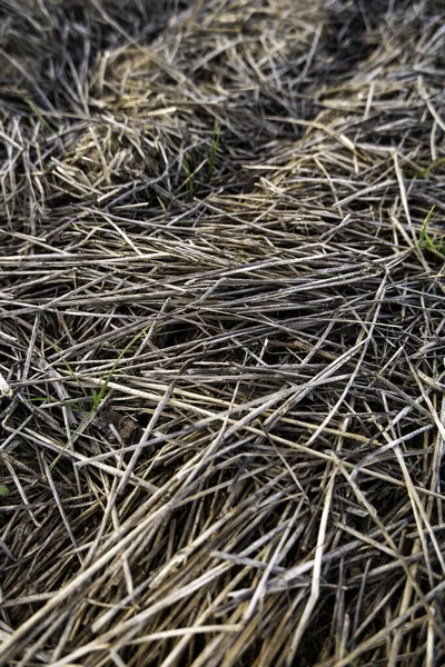 田里干小麦秸秆的细枝末节 家畜饲料 — 图库照片