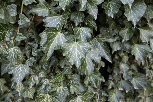 Background Detail Decorative Green Plants Nature Life — Stock Photo, Image