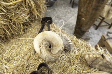 Yaşlı keçi boynuzu, hayvan ve et endüstrisi, hayvan istismarı