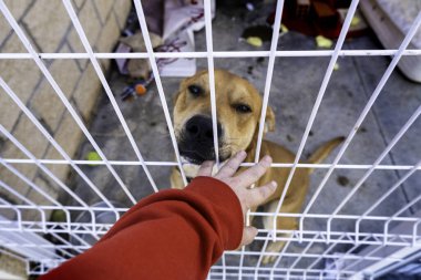 Köpek kulübesinde terk edilmiş bir köpeğin ayrıntıları. Hogra arıyor. Hayvan istismarı.