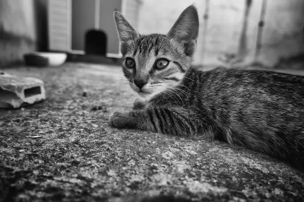 Kurtarılan ve korunan kedilerin detayları, hayvan gönüllüleri.