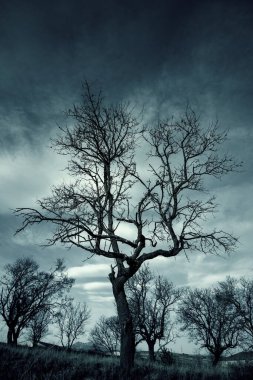 Karanlık bir kış günü, Cadılar Bayramı 'nda kuru ağaçların ayrıntıları