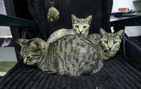 Szczegóły Grupy Rodzeństwa Kotów Kolonii Kotów Adopcja Zdjęcie Stockowe