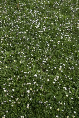 Şehirdeki dekoratif çalıların yeşil arka planının ayrıntıları