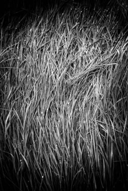 Yağmurdan ıslanmış taze çimenlerin ayrıntıları.