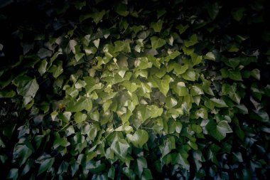 Şehirdeki dekoratif çalıların yeşil arka planının ayrıntıları