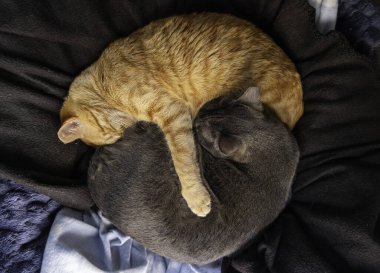 Kedi kolonisindeki bir grup kardeş kedinin detayları, evlat edinme.