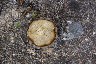 İspanya 'da bir ormandaki dağdaki ormanın ayrıntıları, natur.