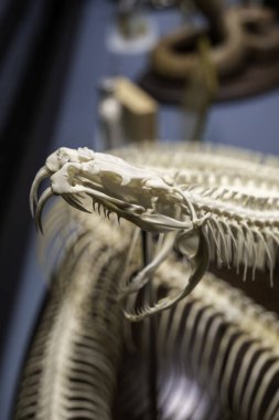 Zehirli yılan kemikleri, ölüm