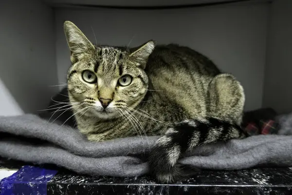 Evsiz ve terk edilmiş bir hayvanın ayrıntıları.