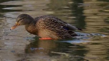 Güzel, kahverengi bir ördek zarif ve huzurlu bir şekilde parıldayan suyun huzurlu yüzeyinde süzülüyor.