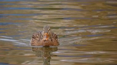Ördek gölette. Ördek suda yüzüyor. Sudaki kuş. River Mallard ağır çekimde. Kuş yemi araması. Ördekler yiyecek arıyor. Yüksek kalite 4k görüntü