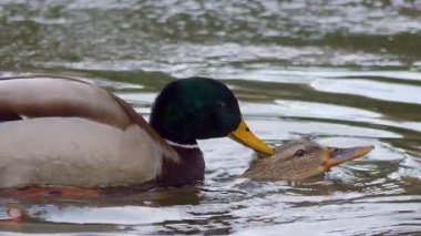 Bir çift güzel yaban ördeği sakin suda sakin ve huzurlu bir anın tadını çıkarıyor.