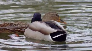 Bir çift güzel yaban ördeği sakin suda sakin ve huzurlu bir anın tadını çıkarıyor.
