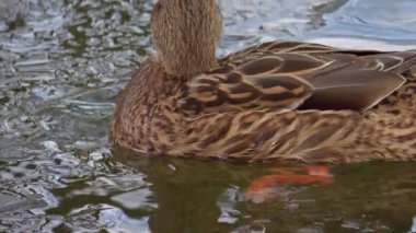 Sakin sularda huzurlu bir şekilde yüzen bir ördeğin güzel yakın plan görüntüsü canlı tüylerini sergiliyor.