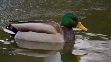 Canlı bir yaban ördeği sakin ve huzurlu bir gölette süzülerek nefes kesici tüylerini sergiliyor.