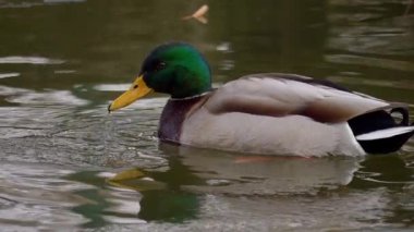 Güzel bir yaban ördeği huzur dolu bir göletin sakin ve sakin sularında yiyecek arıyor.