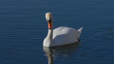 Güzel bir kuğu sakin mavi sularda zarifçe yüzüyor, doğal zarafetini ve sükunetini göstererek.