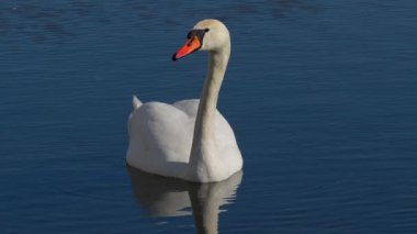 Sakin, güzel bir kuğu, sakin sularda zarifçe süzülüyor, doğanın güzelliğini mükemmel bir şekilde gösteriyor.