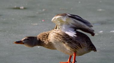 Güzel bir Mallard ördeği donmuş buzlu bir yüzeyde zarif bir şekilde duruyor, canlı ve renkli tüylerini sergiliyor.