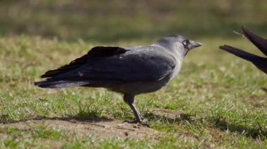 Güzel kuş Jackdaw bir dala yakın oturur ve kameraya bakar. Gri kuş yakın plan. Yüksek kalite 4k görüntü