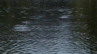 Yağmur damlaları durmaksızın düşer, sakin bir yüzeyde dalgalanmalar yaratır, derin bir huzur ve sakinlik hissi uyandırır.