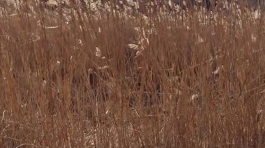 Altın otlar ılık meltemde sallanıyor, doğanın dingin sükunetini sergiliyor, gören herkesi büyülüyor