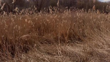 Sonbahar bataklığında sallanan uzun otların çarpıcı manzarası güzellikleri ve canlı renkleri gözler önüne seriyor.
