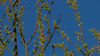 Bahar mevsiminde olağanüstü bir yenilenme ve dönüşüm gösteren güzel tomurcuklanan dallar