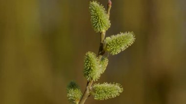 İlkbaharda bir daldan güzel bir şekilde yükselen canlı yeşil çiçek tomurcuklarının çarpıcı ve detaylı bir yakın çekimi.