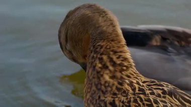 Güzel ördekler zarif bir şekilde huzurlu sularda yüzüyor, canlı tüylerini ve ahenklerini sergiliyorlar.